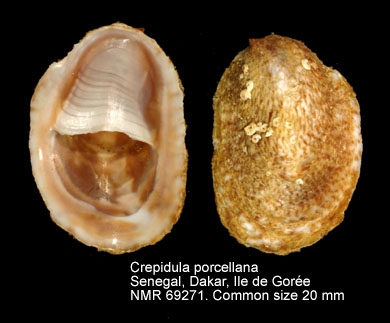 Crepidula porcellana