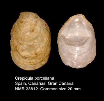 Crepidula porcellana