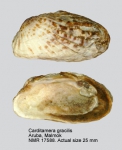 Carditamera gracilis