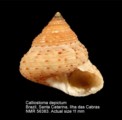 Calliostoma depictum