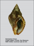 Gemophos tinctus