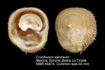 Crucibulum spinosum
