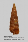 Cerithiopsidae