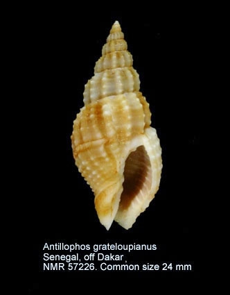 Antillophos grateloupianus