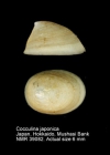 Cocculina japonica