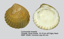 Cyclocardia borealis