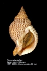 Siphonalia pfefferi