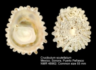 Crucibulum scutellatum
