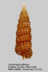 Cerithiopsis jeffreysi