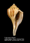Fulguropsis plagosa