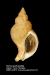 Siphonalia fusoides