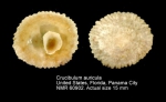 Crucibulum auricula
