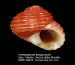 Homalopoma sanguineum
