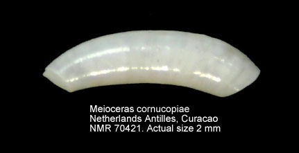 Meioceras cornucopiae