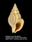 Nassaria coromandelica