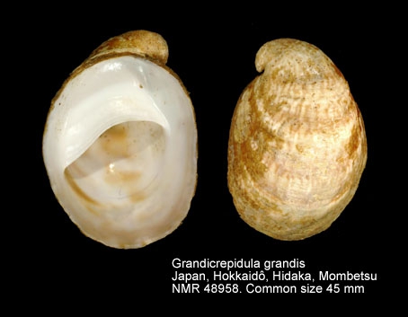 Grandicrepidula grandis