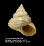 Calliostoma occidentale
