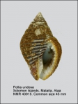 Pollia undosa