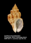 Cantharus leucotaeniatus