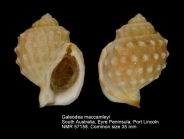 Galeodea maccamleyi