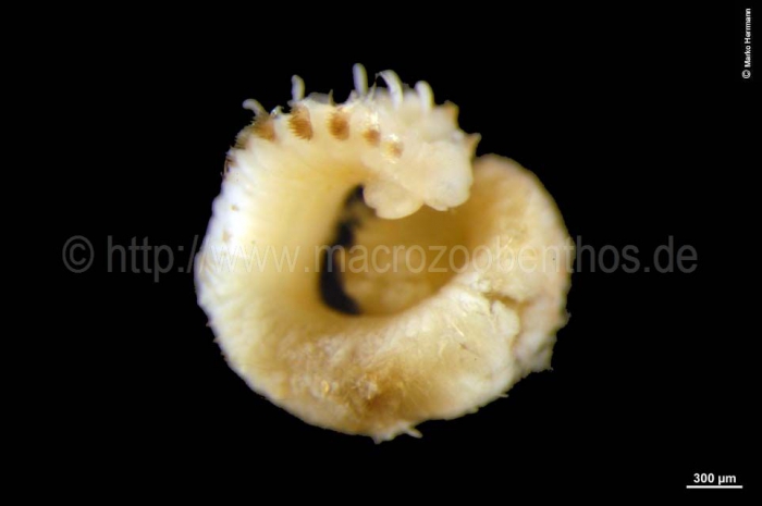 Apistobranchus tullbergi Apistobranchus tullbergi