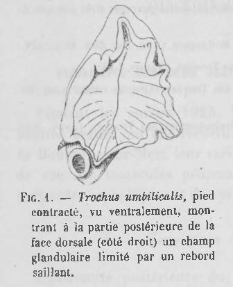 Pelseneer (1928, figuur 1) Pelseneer (1928, figuur 1)