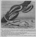 Mollusca (molluscs)