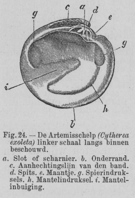 WoRMS - World Register of Marine Species - Photogallery