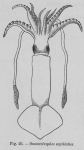 Eben (1884, figuur 26)