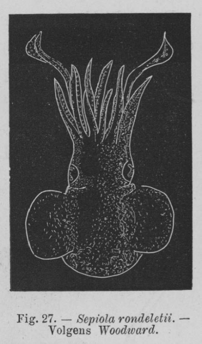 Eben (1884, figuur 27) Eben (1884, figuur 27)