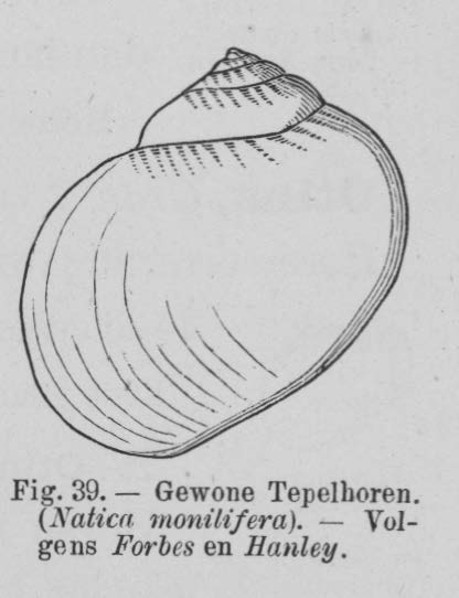 Eben (1884, figuur 39) Eben (1884, figuur 39)