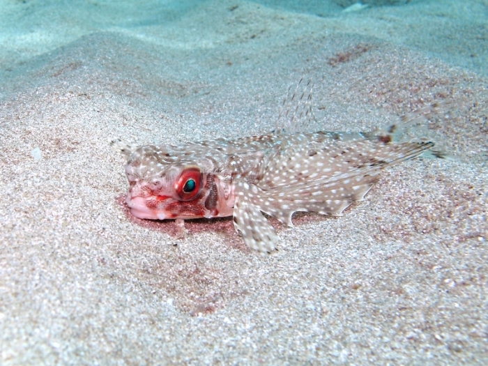 Dactylopterus volitans Dactylopterus volitans