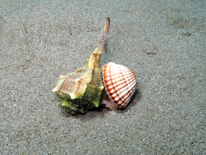 Bolinus brandaris and Acanthocardia tuberculata