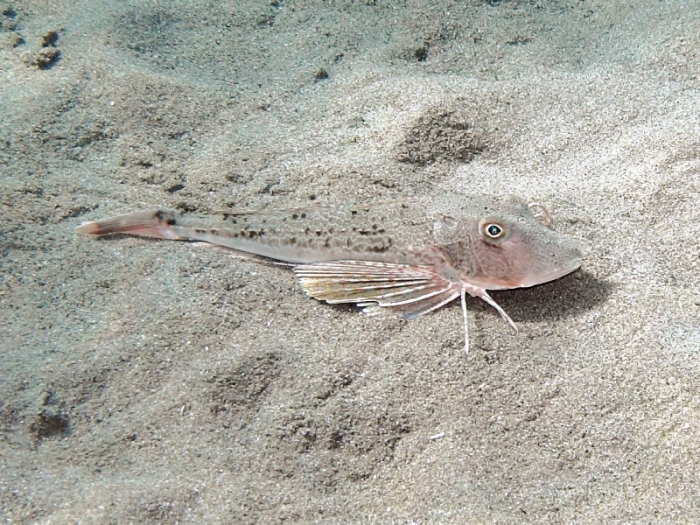 Chelidonichthys lucerna Chelidonichthys lucerna