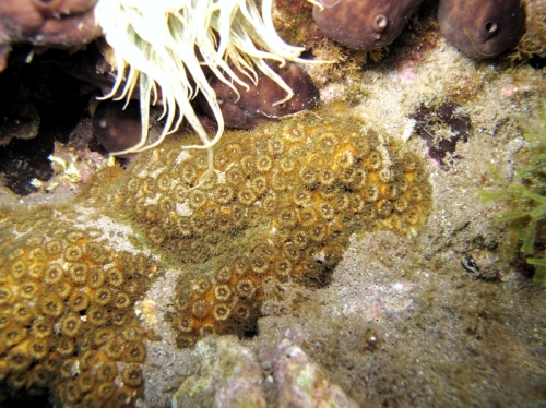 Cladocora caespitosa