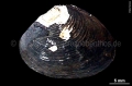 Mollusca (molluscs)