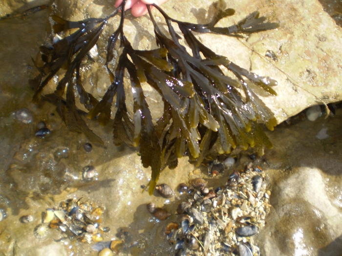 Toothed wrack