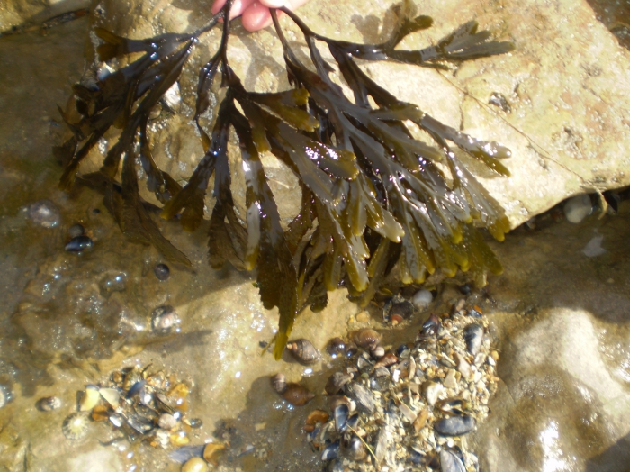 Toothed wrack Toothed wrack