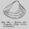 Mollusca (molluscs)