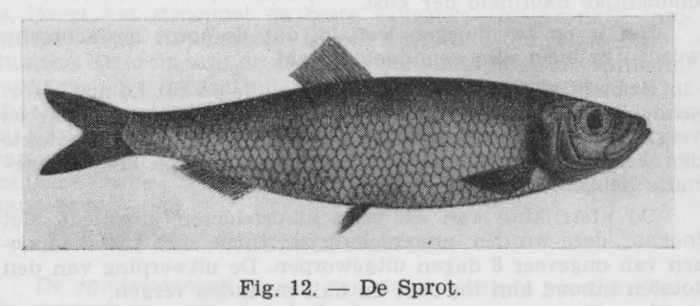 Gilis (1942, figuur 12) Gilis (1942, figuur 12)