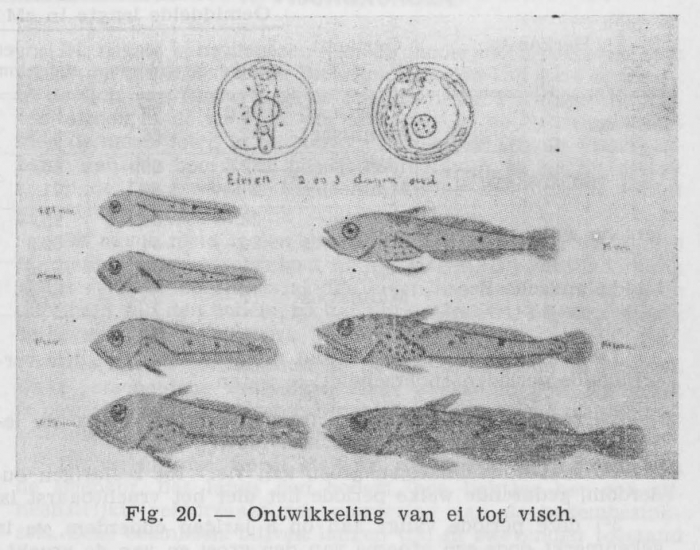 Gilis (1942, figuur 20) Gilis (1942, figuur 20)