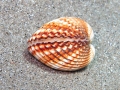 Mollusca (molluscs)