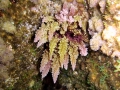 Rhodophyta (red algae)