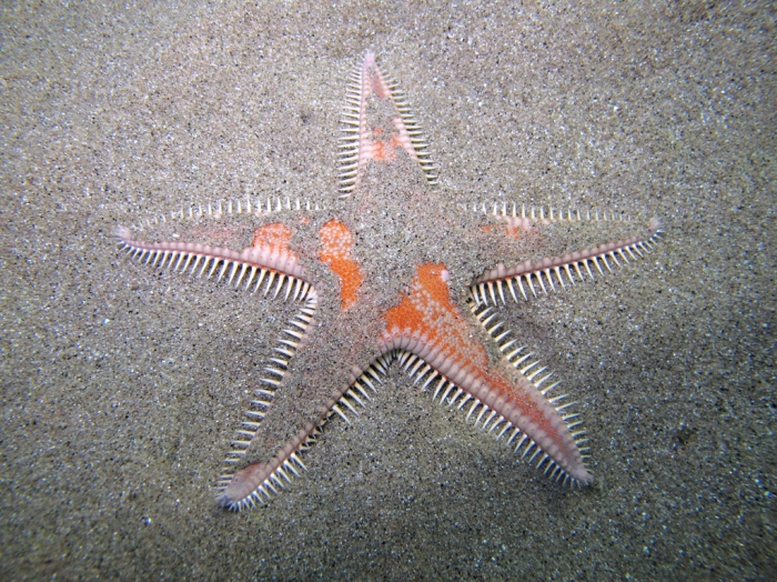 Astropecten aranciacus