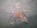 Echinodermata (echinoderms)