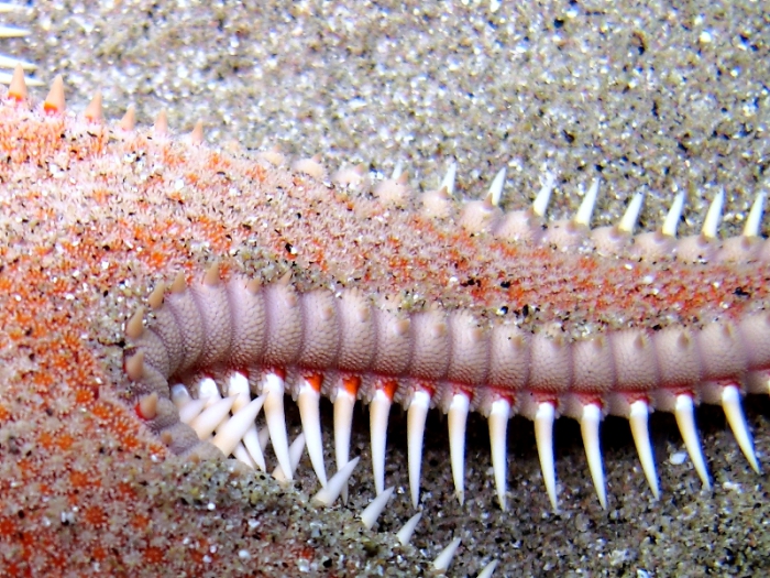 Astropecten aranciacus