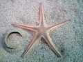 Echinodermata (echinoderms)