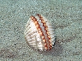 Mollusca (molluscs)