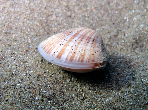 Mactra stultorum