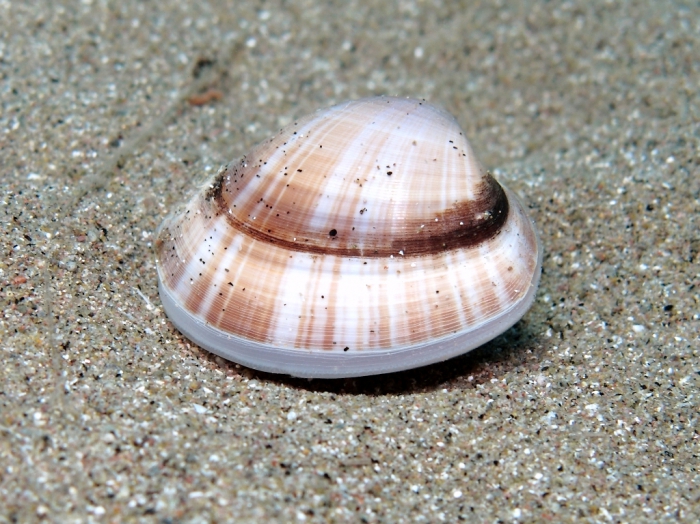 Mactra stultorum